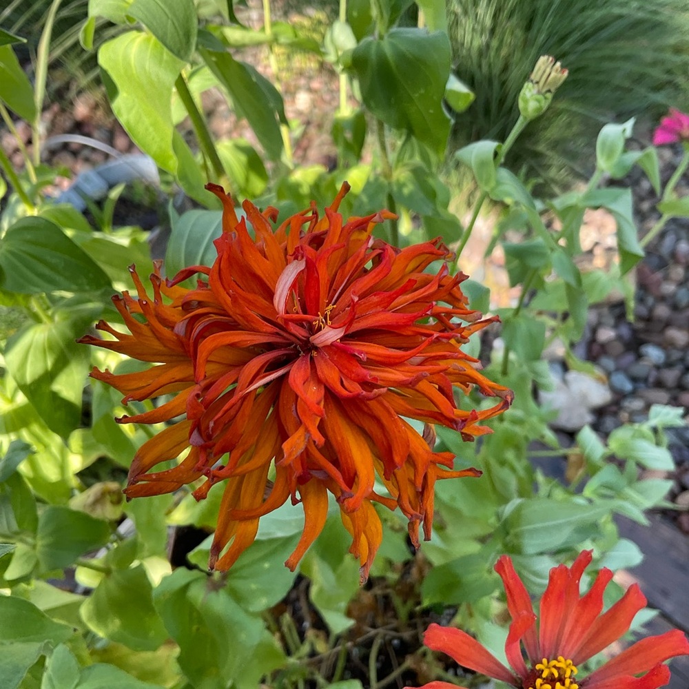 💜 - Picture 3 of 16